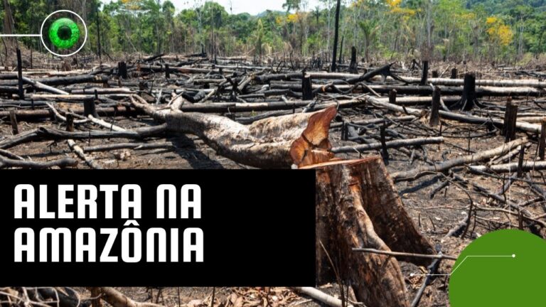 Amazônia: dados apontam desmatamento recorde em 2022