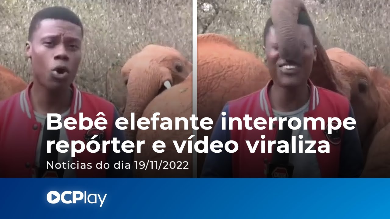 Bebê elefante interrompe repórter e vídeo viraliza