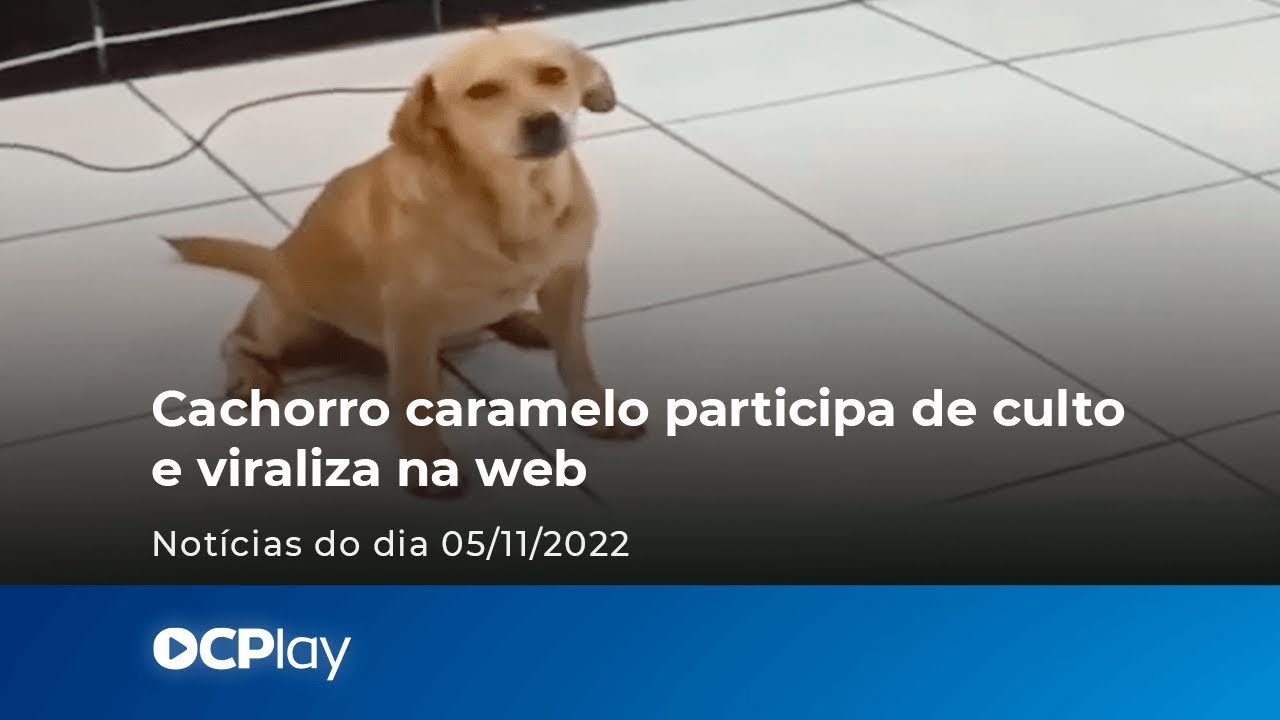 Cachorro caramelo participa de culto e viraliza na web