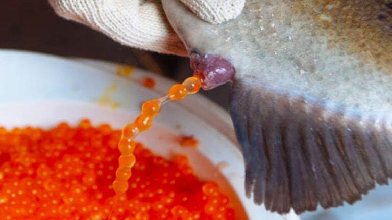 Caviar – Como É Feito e Por Que É Tão CARO?
