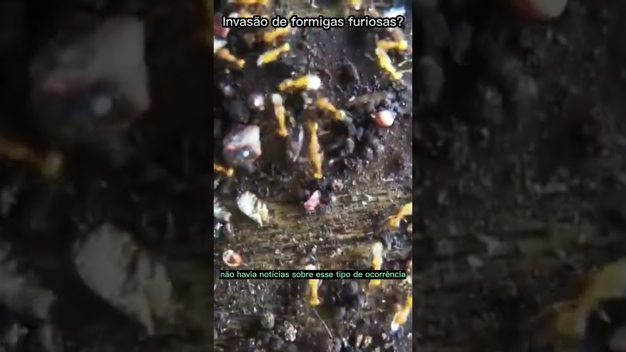 Formigas-de-fogo infestam o Havaí