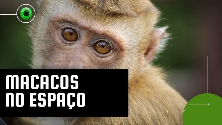 Macacos podem se reproduzir no espaço? É o que a China quer descobrir