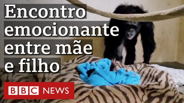 Mãe chimpanzé vê bebê pela 1ª vez depois de parto delicado