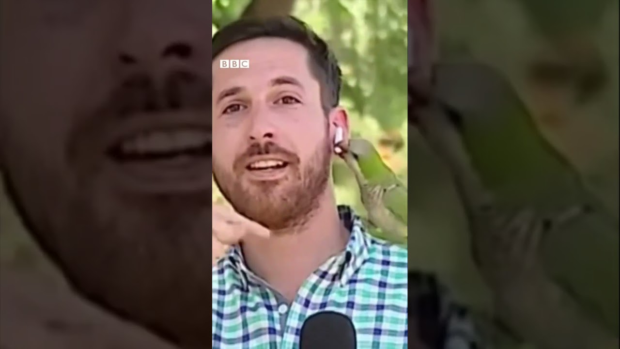 Maritaca rouba fone de repórter #shorts