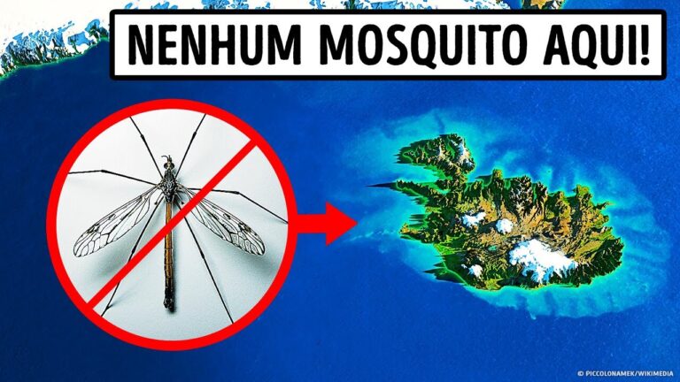 O Único Lugar no Mundo sem Mosquitos