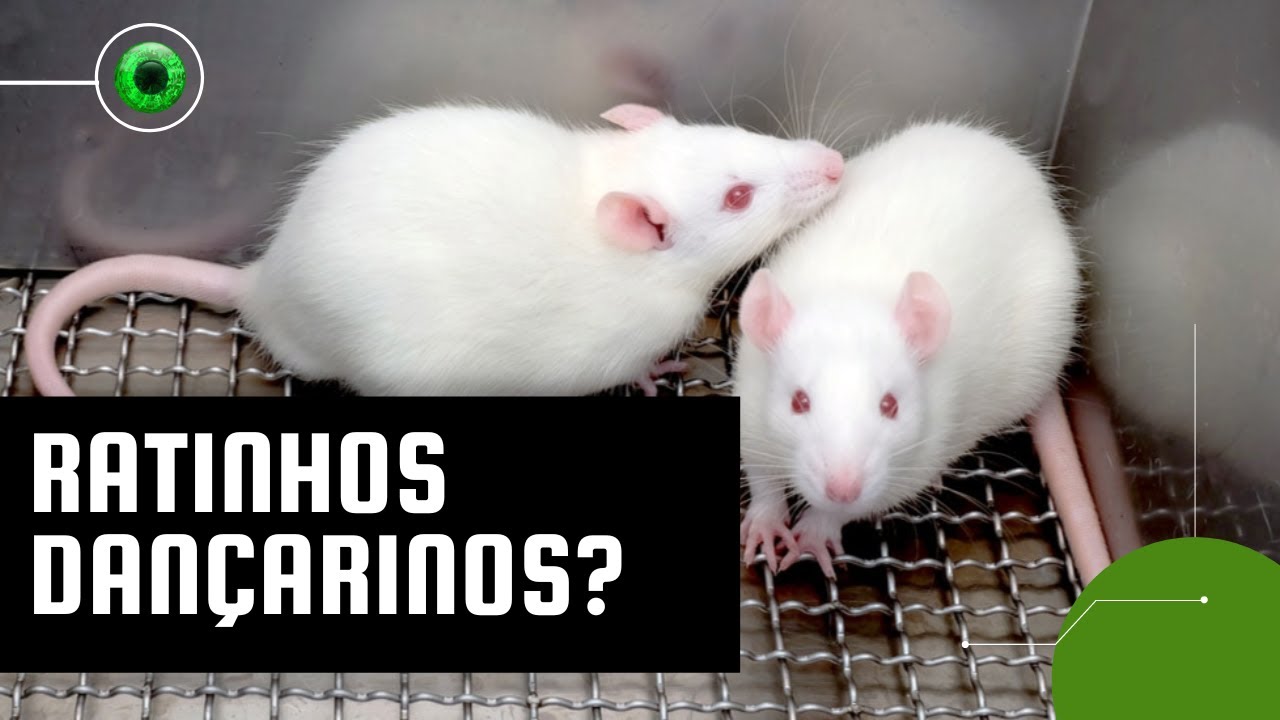 Ratos são capazes de dançar ao som de música, assim como humanos