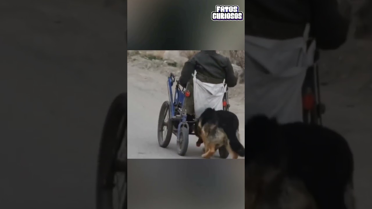 ANIMAIS HERÓIS CAPTURADOS POR CÂMERA #shorts #viral #comedia #comedy #short #video #tiktok