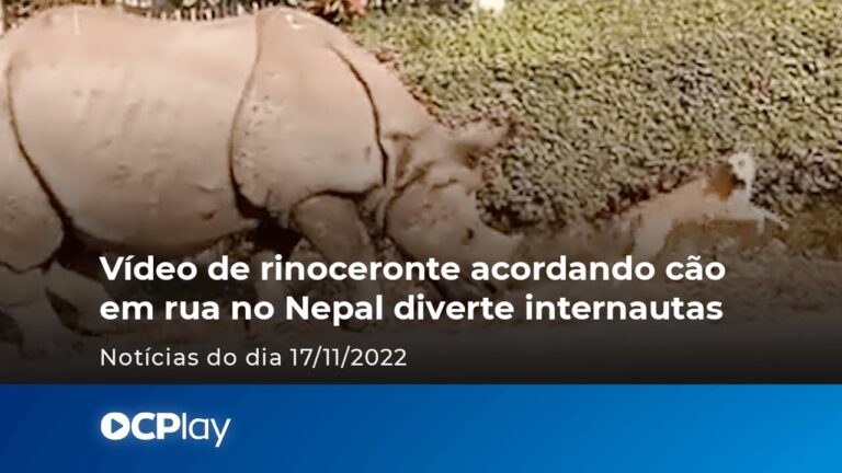 Vídeo de rinoceronte acordando cão em rua no Nepal diverte internautas