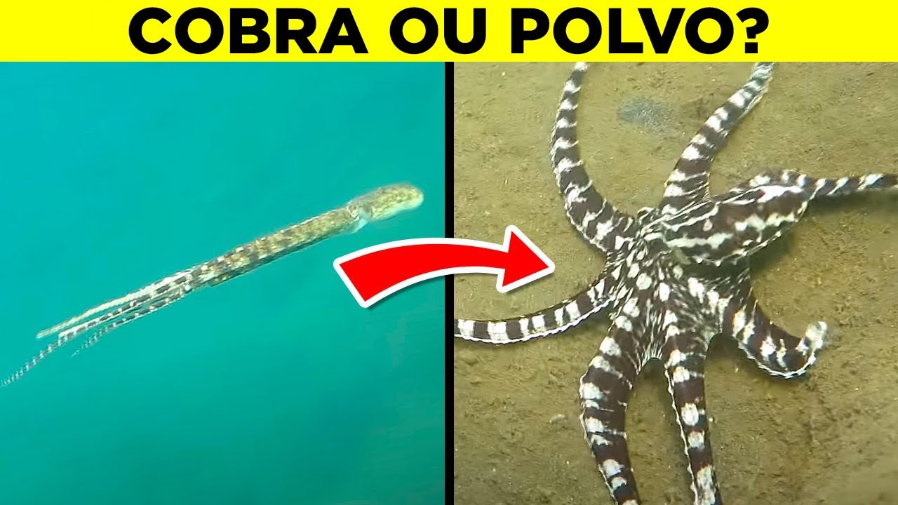 Coisas Inacreditáveis Que Animais São Capazes De Fazer