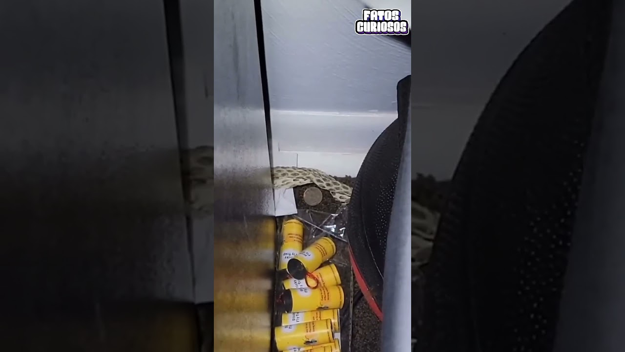 ASSIM É UMA CASA NORMAL NA AUSTRÁLIA 😱🐍#shorts #viral #comedia #comedy #short #tiktok #video