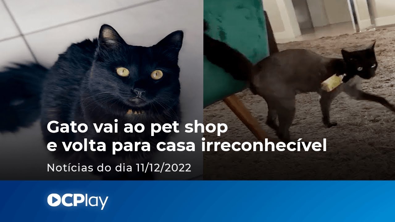Gato vai ao pet shop e volta para casa irreconhecível