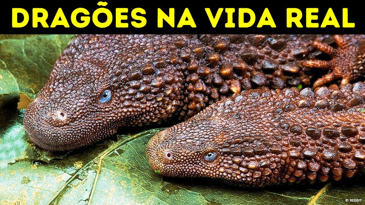 O Que Aconteceria Se Você Encontrasse Um Dragão?
