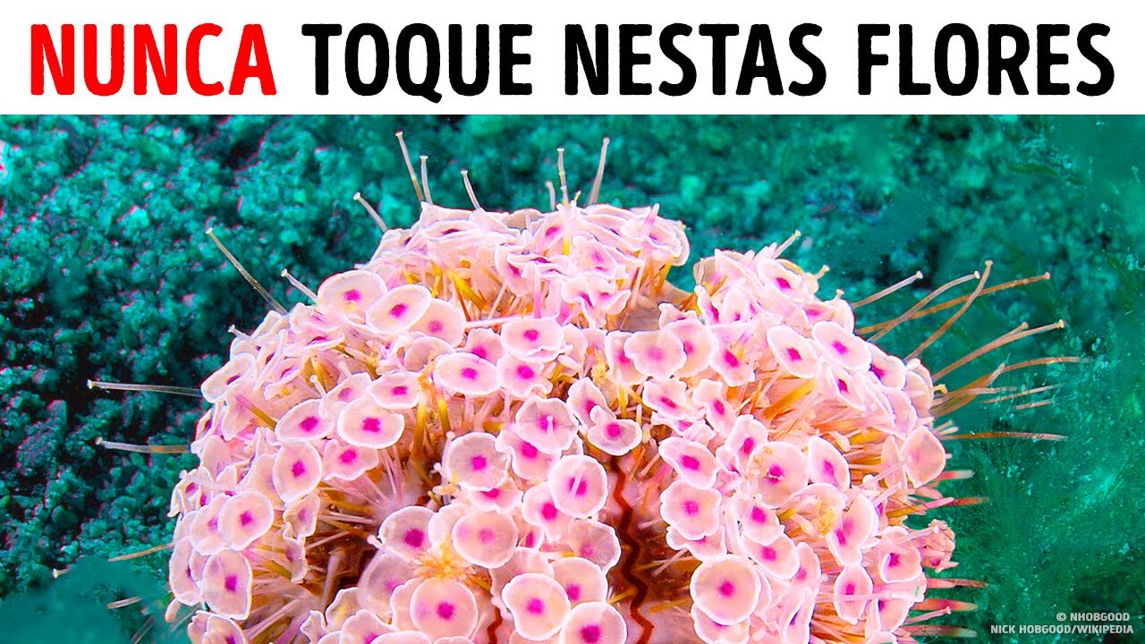Se Você Vir Estas Flores No Oceano, Saia da Água
