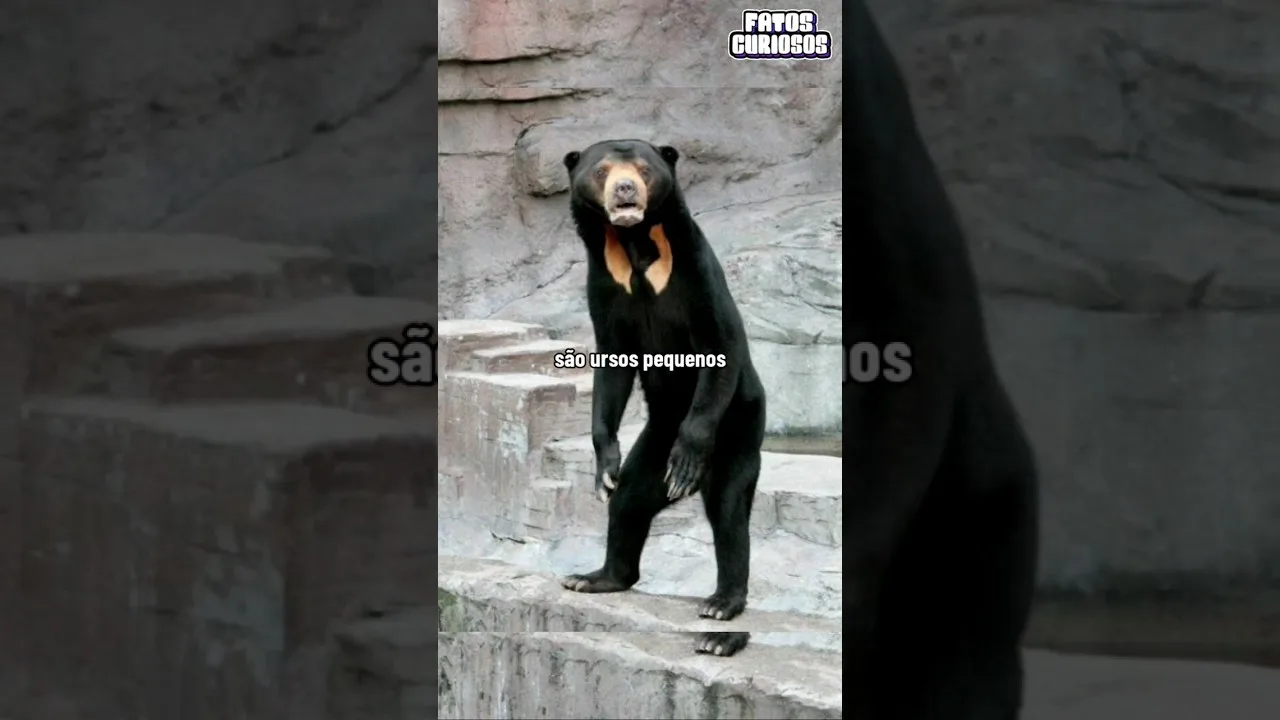 ESSE ZOOLÓGICO USA HUMANOS FANTASIADOS ? 🤨😱 #short #shorts #comedy #viral #comedia #tiktok #video