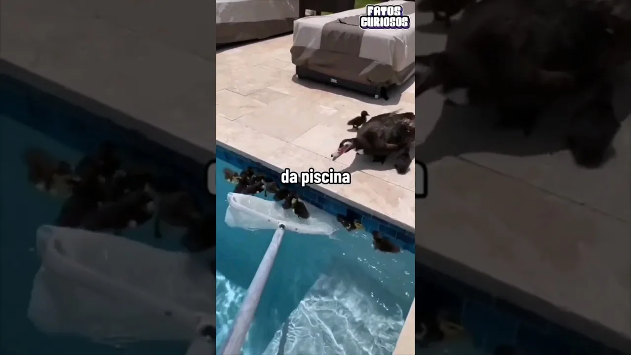 RECOLHENDO PATINHOS DA PISCINA #short #shorts #comedy #tiktok #viral #comedia #video #shortvideo