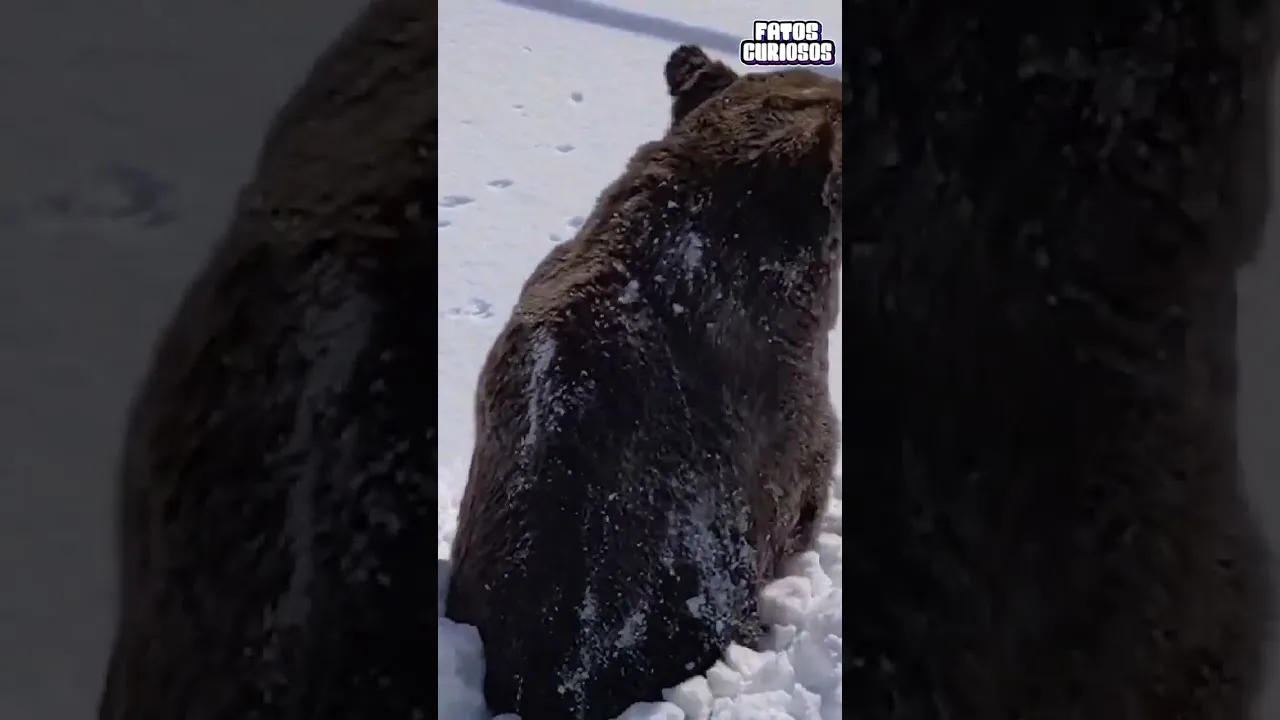 URSO É CAPTURADO SAINDO DE SEU PERÍODO DE HIBE #short #shorts #viral #comedia #comedy #video #tiktok