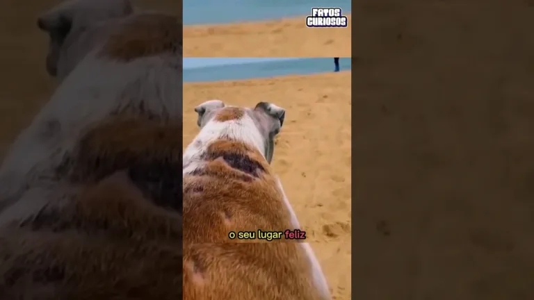 cachorrinha com câncer visita a praia pela última vez #short #shorts #viral #comedy #video #tiktok
