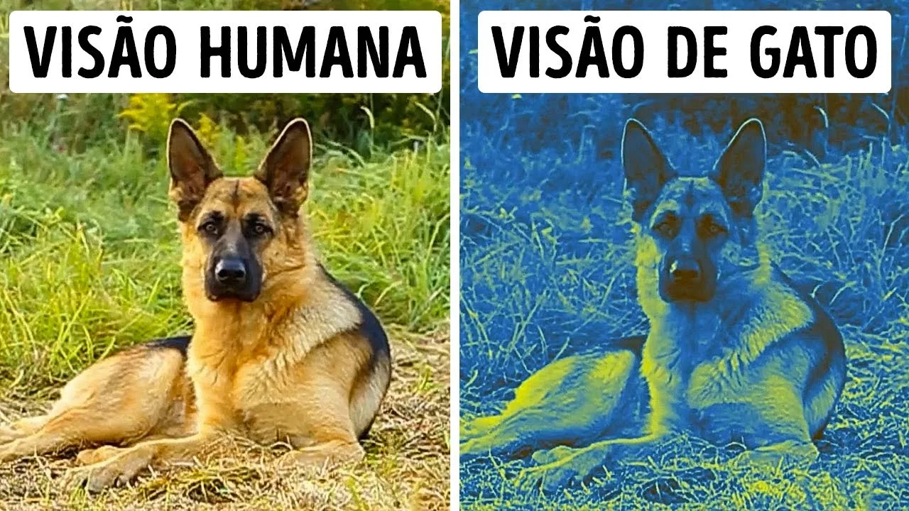 70 fatos sobre animais raros que farão você pensar "hein?"