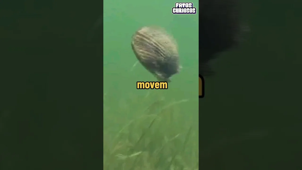 É ASSIM QUE A ALMÊJOA MARINHA NADAM 🏊‍♂️ #short #shorts #comedy #comedia #tiktok #viral #video