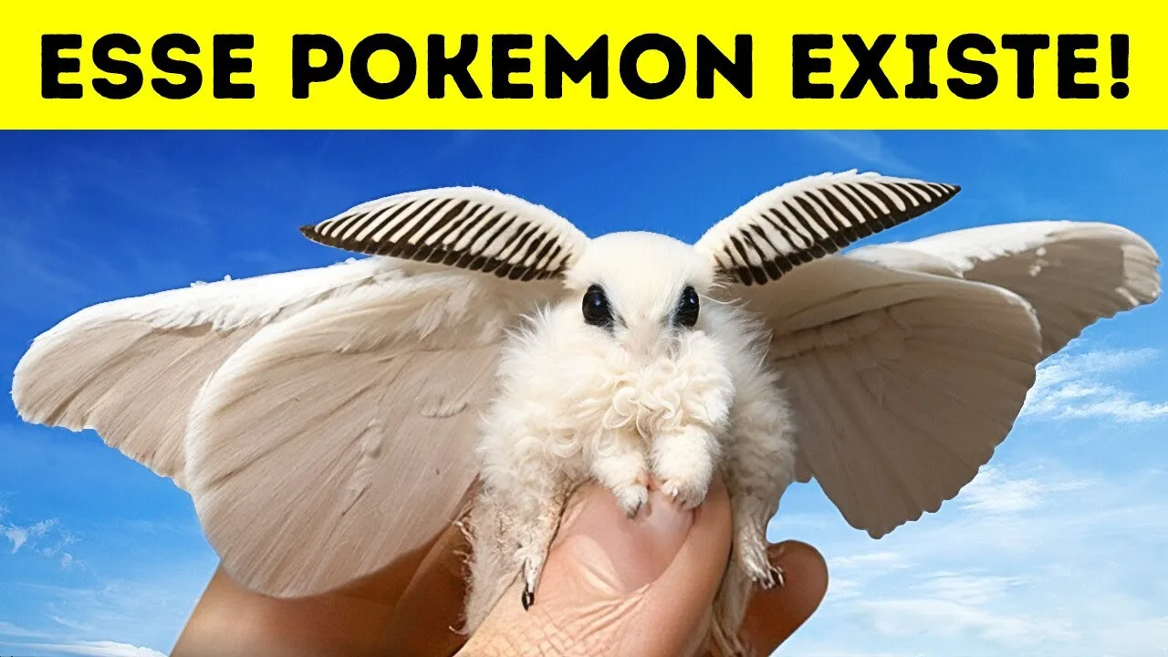 A mariposa poodle venezuelana: Pokemon da vida real (e com um segredinho)