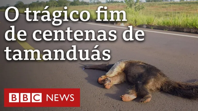 De agrotóxicos a atropelamentos: os riscos ao tamanduá-bandeira no Cerrado