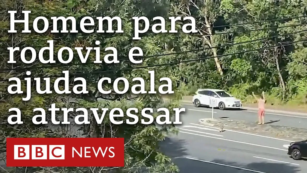 Austrália: homem trava rodovia para coala atravessar