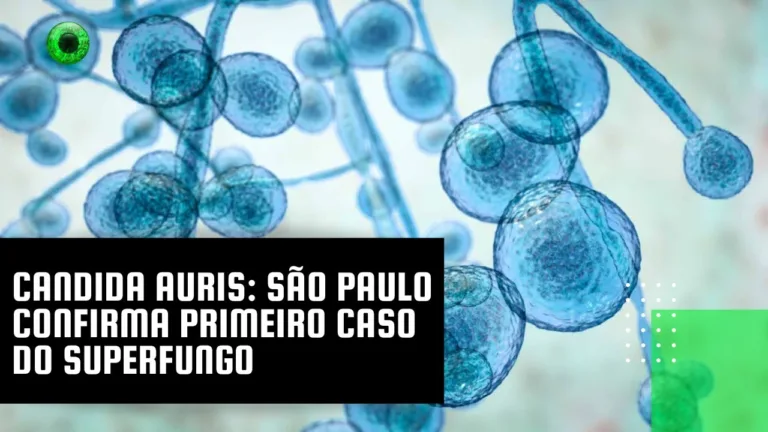Candida auris: São Paulo confirma primeiro caso do superfungo