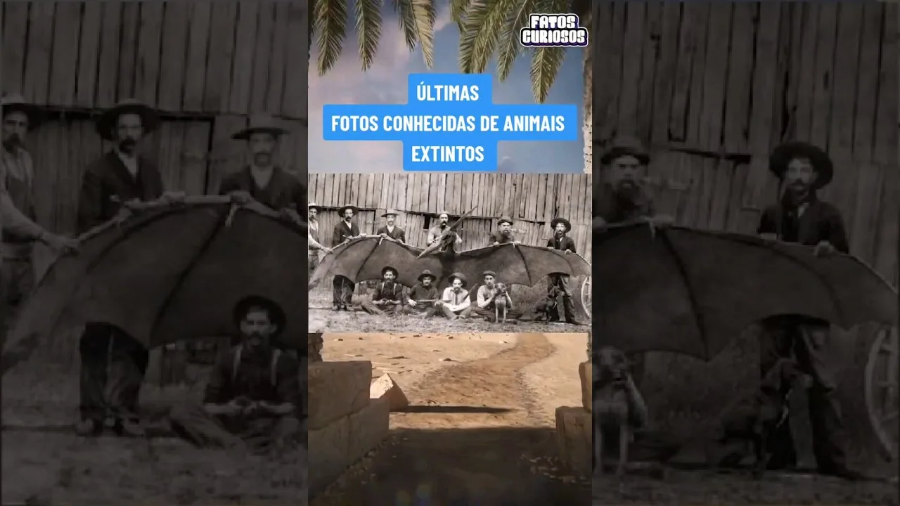 ÚLTIMAS FOTOS CONHECIDAS DE ANIMAIS EXTINTOS #short #shorts #comedy #viral #comedia #tiktok #video