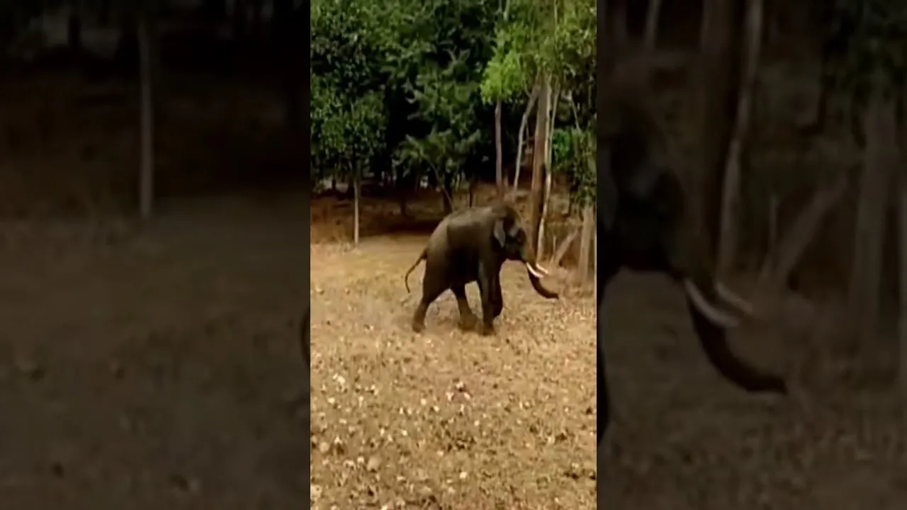 ELEFANTE ATACA AGRICULTOR NA ÍNDIA