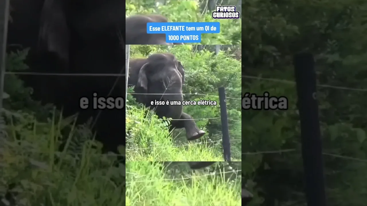 Esse ELEFANTE tem um QI de 1000 PONTOS #shorts #short #comedy #viral #comedia #tiktok #video