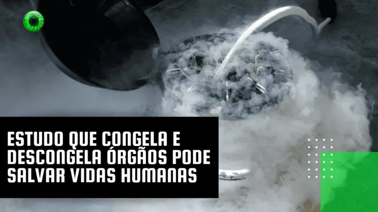 Estudo que congela e descongela órgãos pode salvar vidas humanas