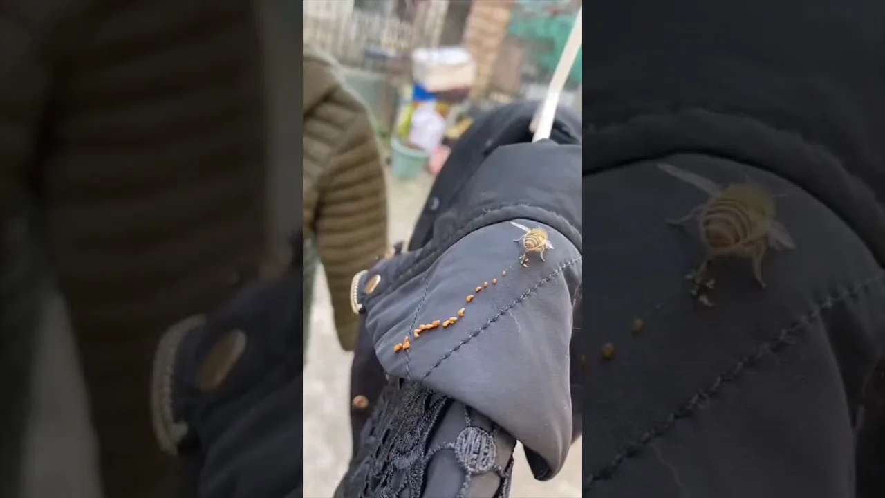 ISSO NÃO É MEL 🐝💩 #shorts #short #viral #comedia #comedy #tiktok #video #shortvideo