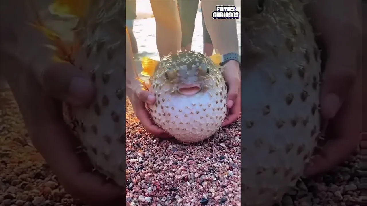 NUNCA MEXA COM UM BAIACU 🐡😱 #short #shorts #video #viral #comedia #comedy #tiktok #shortvideo
