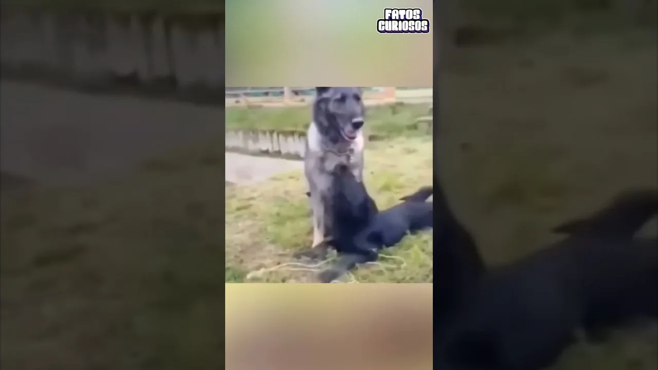 ANIMAIS HERÓIS SALVANDO A OUTROS ANIMAIS 😱😱 #shorts #viral #comedia #comedy #tiktok #short #video