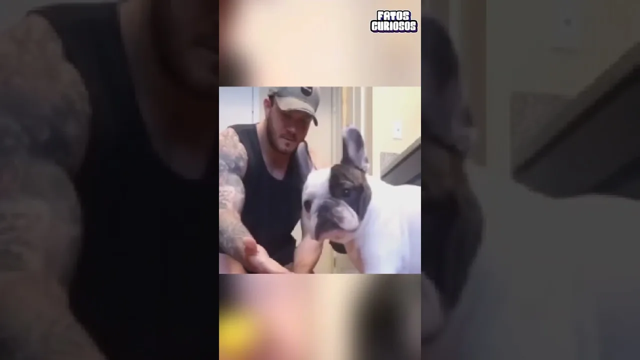 ANIMAIS REAGINDO A MAGICA PELA PRIMEIRA VEZ 🤯😂 #short #shorts #viral #comedia #comedy #video #tiktok