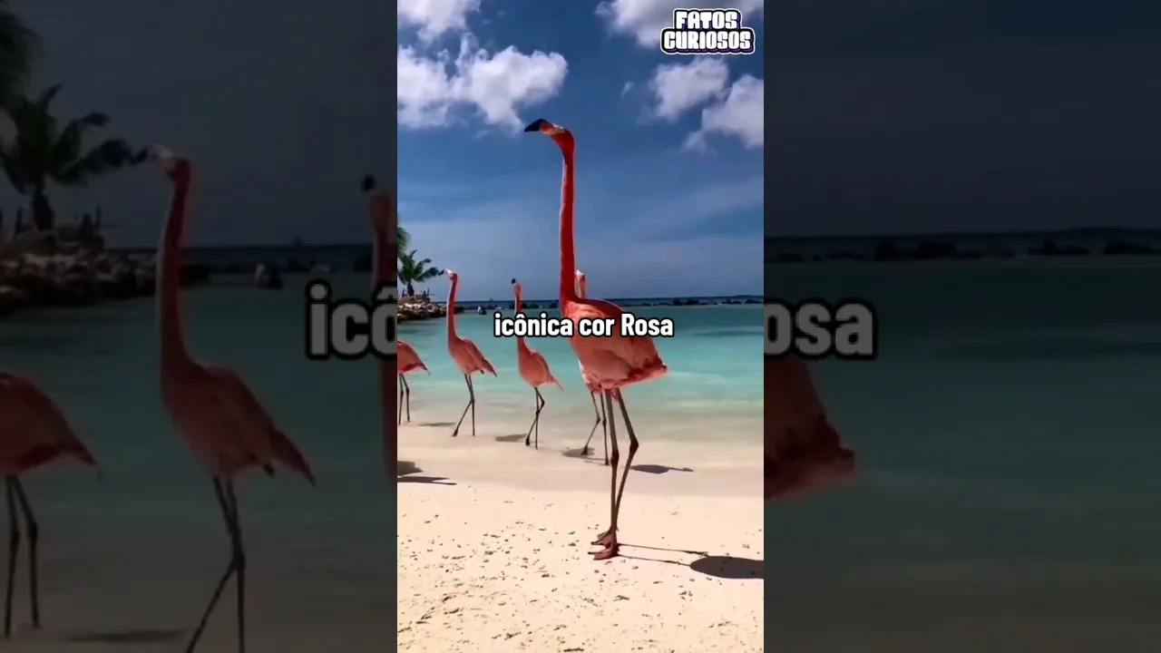 É ASSIM QUE OS FLAMINGOS DORMEM #short #shorts #comedy #viral #comedia #tiktok #video #shortvideo