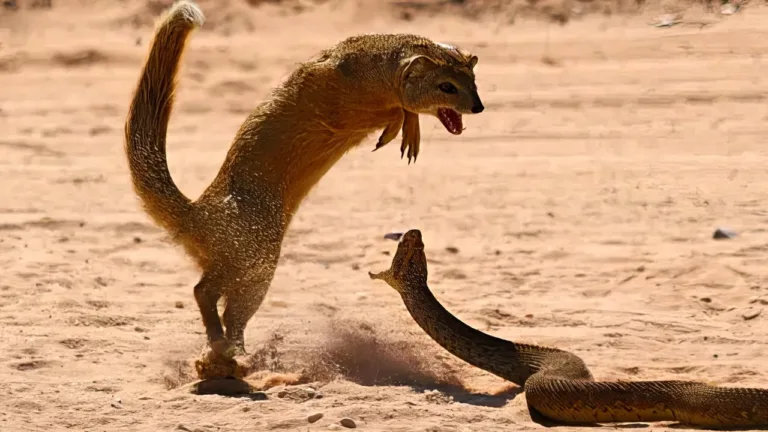 Lutas De Animais Selvagens Capturadas Na Câmera