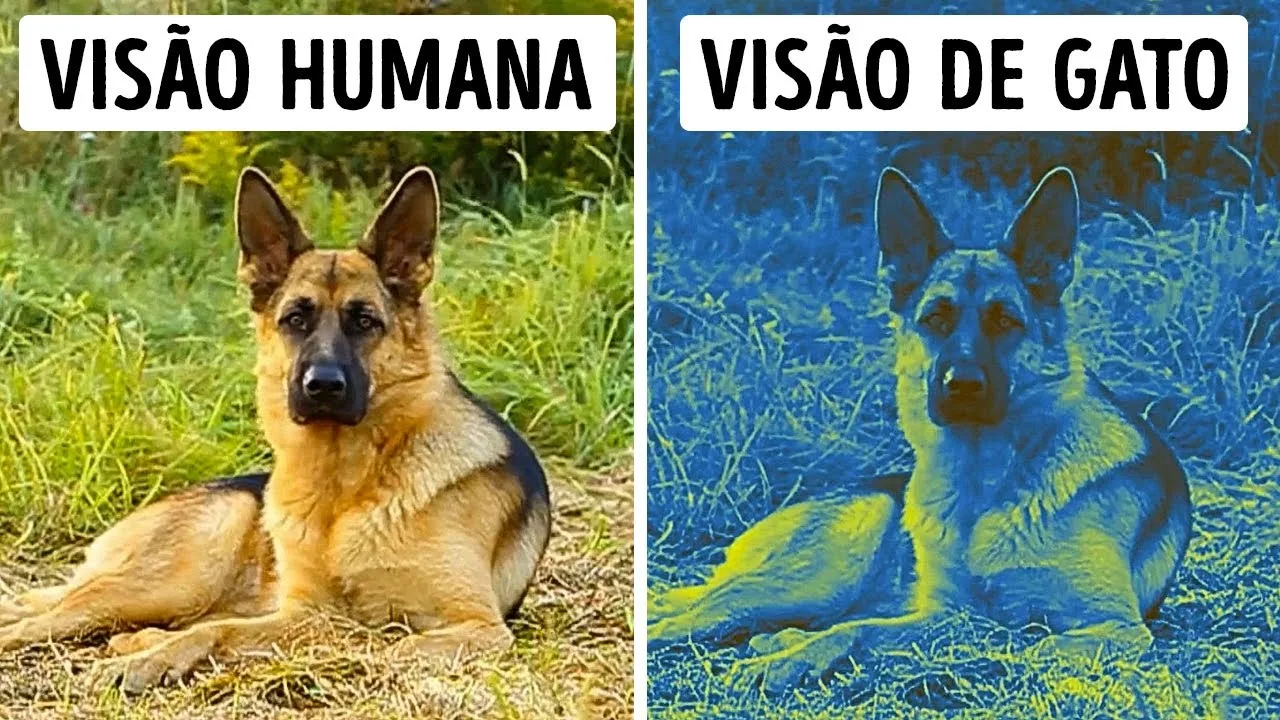 O Mundo Pelos Olhos dos Animais