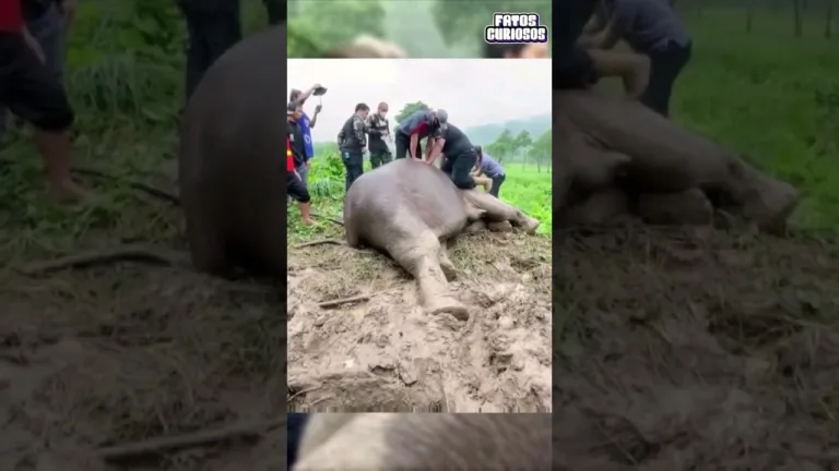 VETERINARIOS SALVAM ELEFANTE APÓS INFARTO 😱 #shorts #short #viral #comedia #comedy #video #tiktok