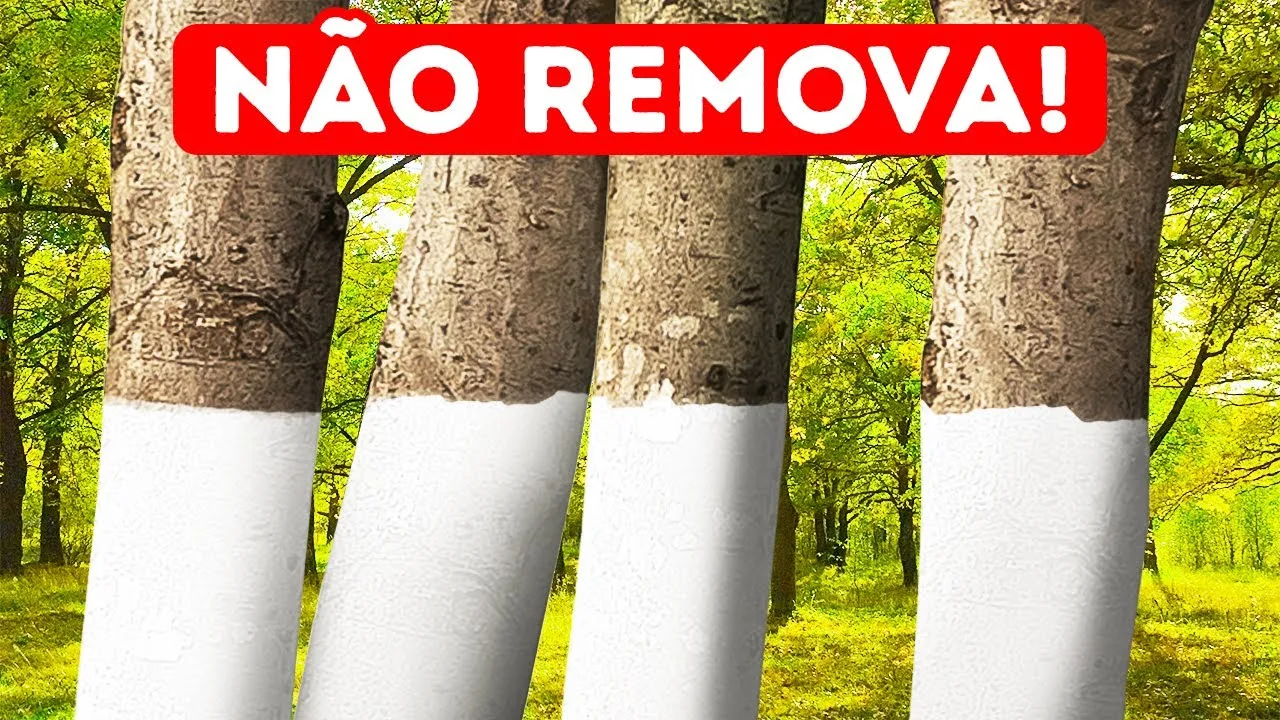 Por Que Algumas Árvores São Pintadas de Branco + 11 Porquês Não Óbvios