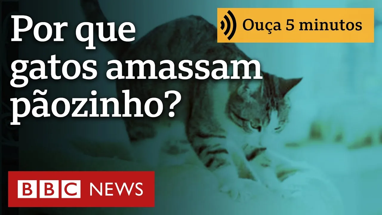 Por que gatos 'amassam pãozinho'?