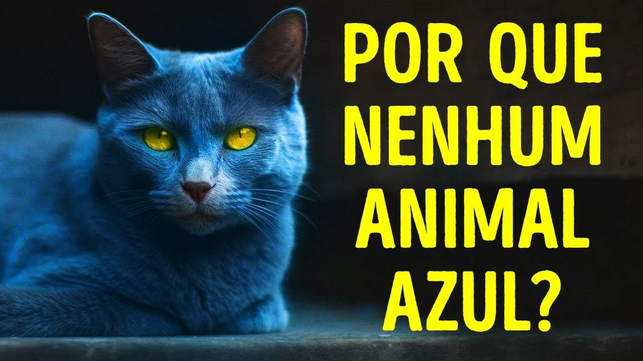 Por que os animais de cor azul são super-raros