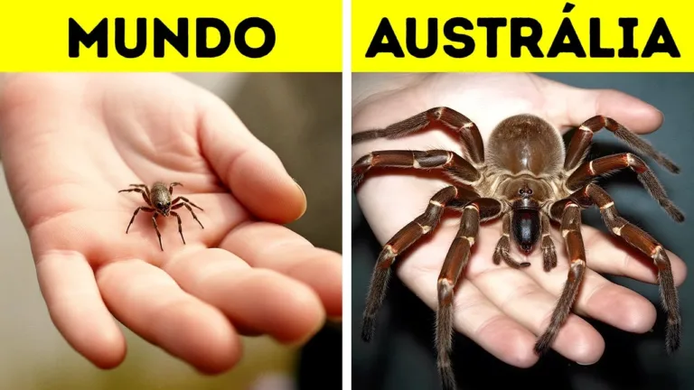 Por que os insetos da Austrália são tão grandes?