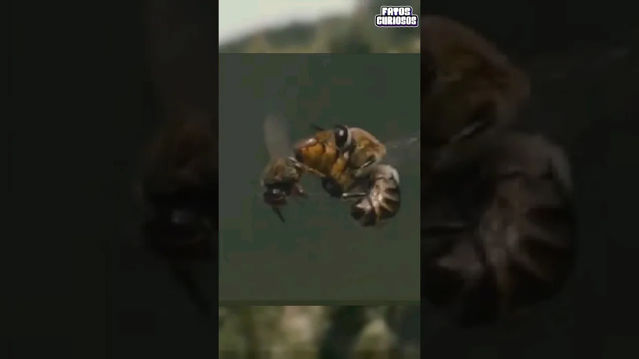 É ASSIM QUE AS ABELHAS SE REPRODUZEM #short #shorts #video #comedia #comedy #viral #tiktok
