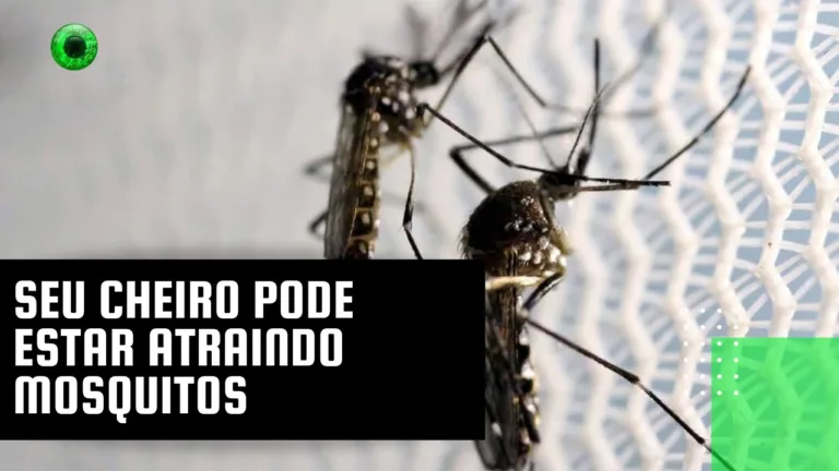 Seu cheiro pode estar atraindo mosquitos