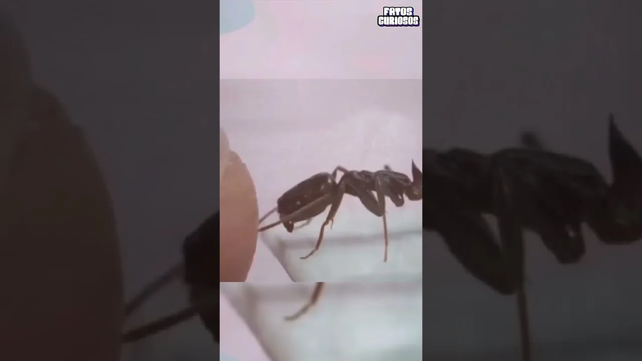 AS COISAS REALMENTE SE VEEM 😱 #short #shorts #comedia #comedy #tiktok #video #viral