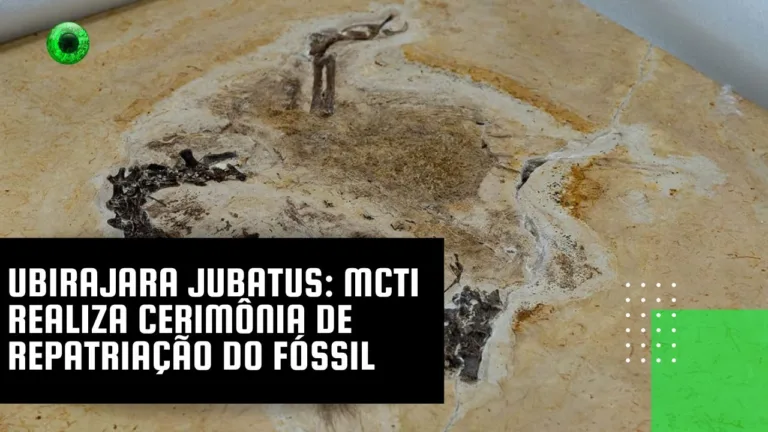 Ubirajara jubatus: MCTI realiza cerimônia de repatriação do fóssil