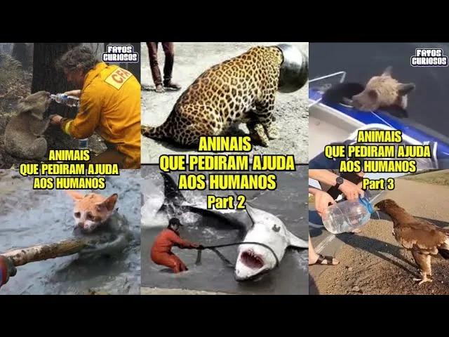 ANIMAIS QUE PEDIRAM AJUDA AOS HUMANOS 🥺😱 | COMPILADO SHORTS