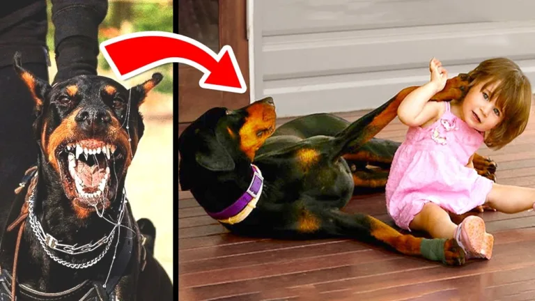 Uma Família Adotou Um Doberman e 5 Dias Depois Ouviram Um Grito