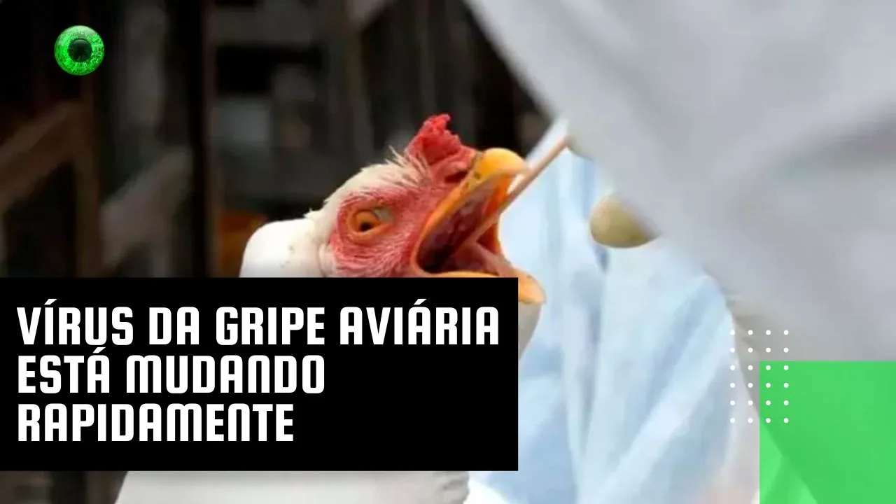 Vírus da gripe aviária está mudando rapidamente